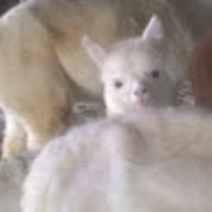 Meet your Posher, Renate